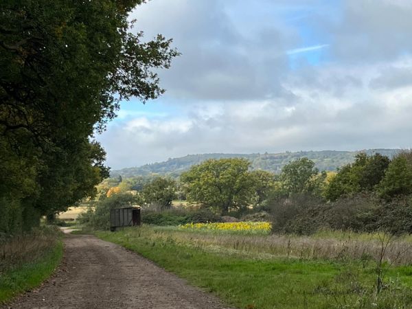 View near Holmwood common